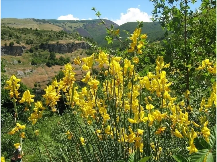Le varietà di ginestra