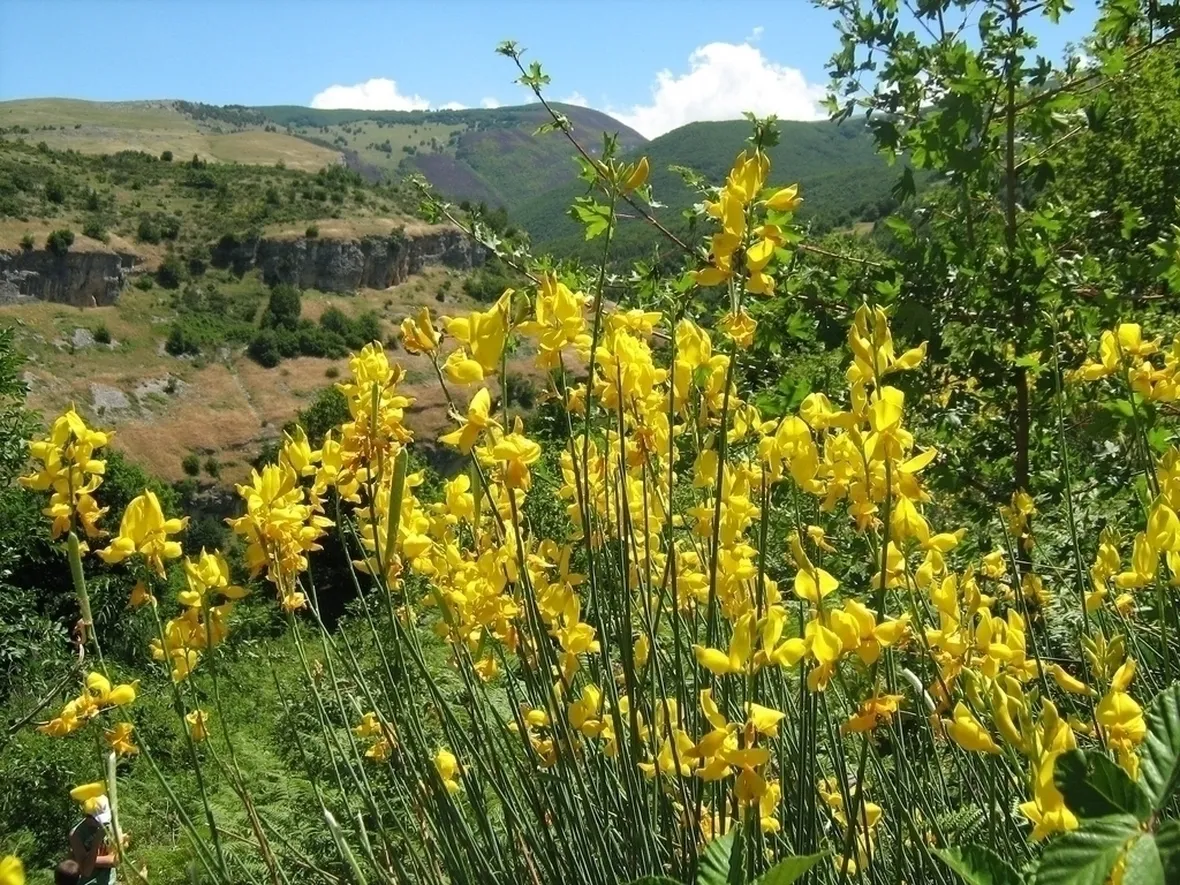 Le varietà di ginestra