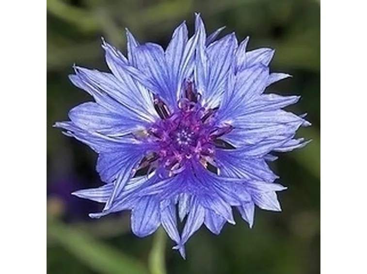 L'habitat del fiordaliso