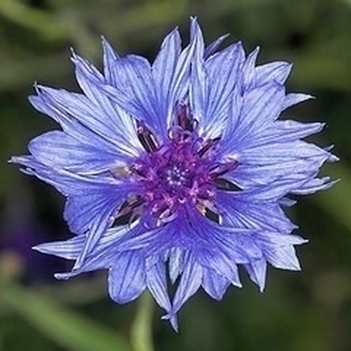 L'habitat del fiordaliso