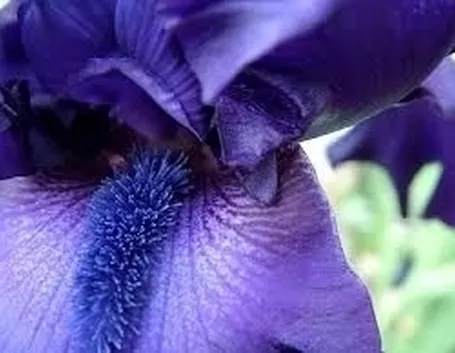 L'Iris nell'Arte più antica