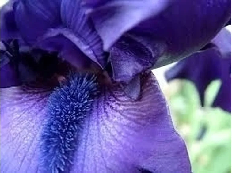 L'Iris nell'Arte più antica