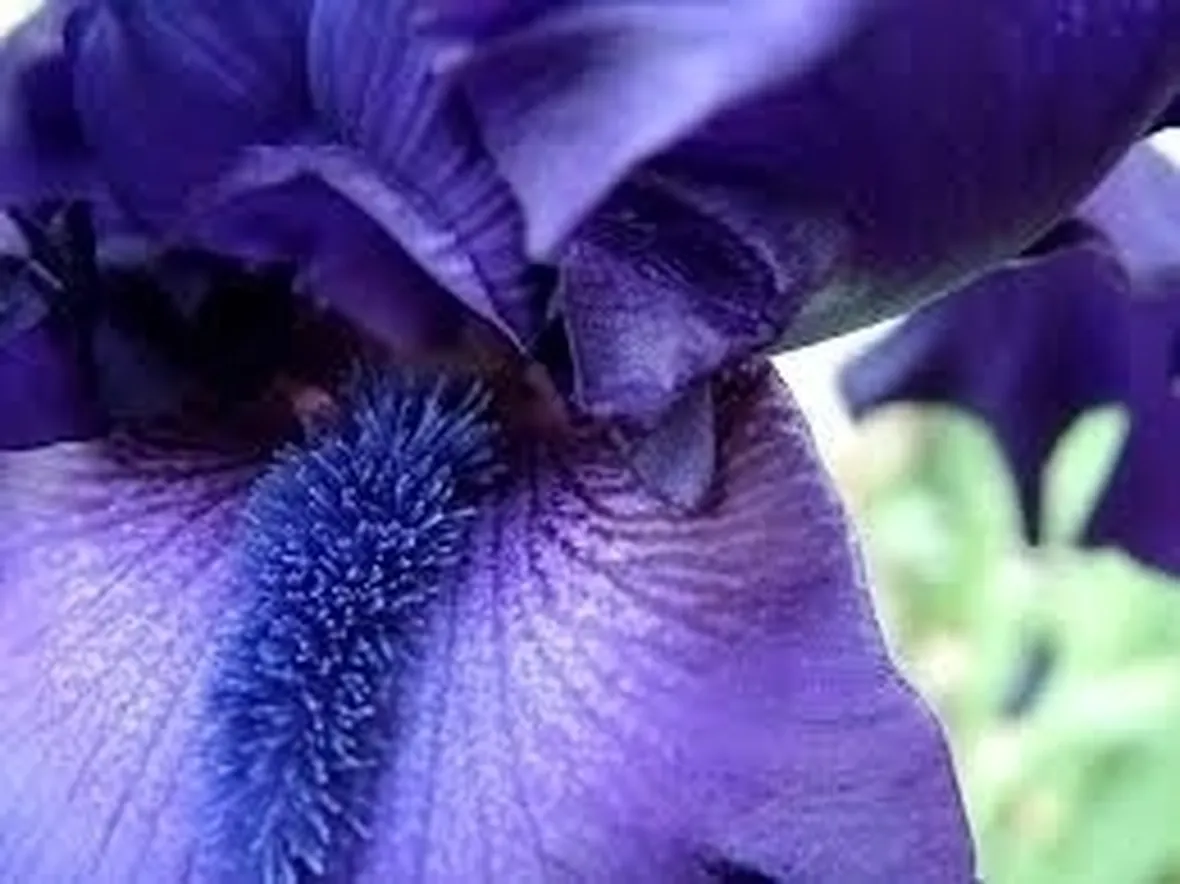 L'Iris nell'Arte più antica