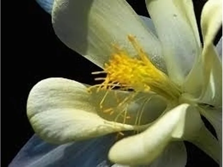 L'Iris rappresentato dall'Iconografia cristiana