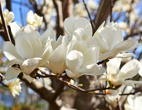 Magnolia heptapeta, Syn. Magnolia denudata