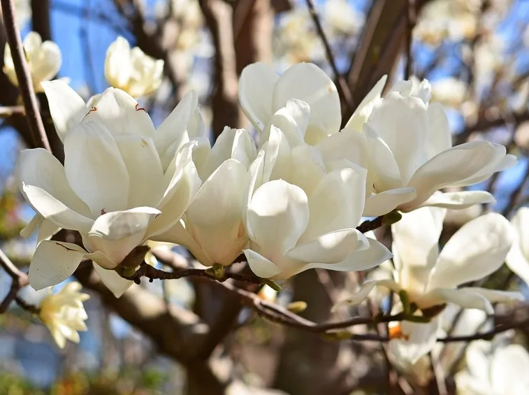 Magnolia heptapeta, Syn. Magnolia denudata