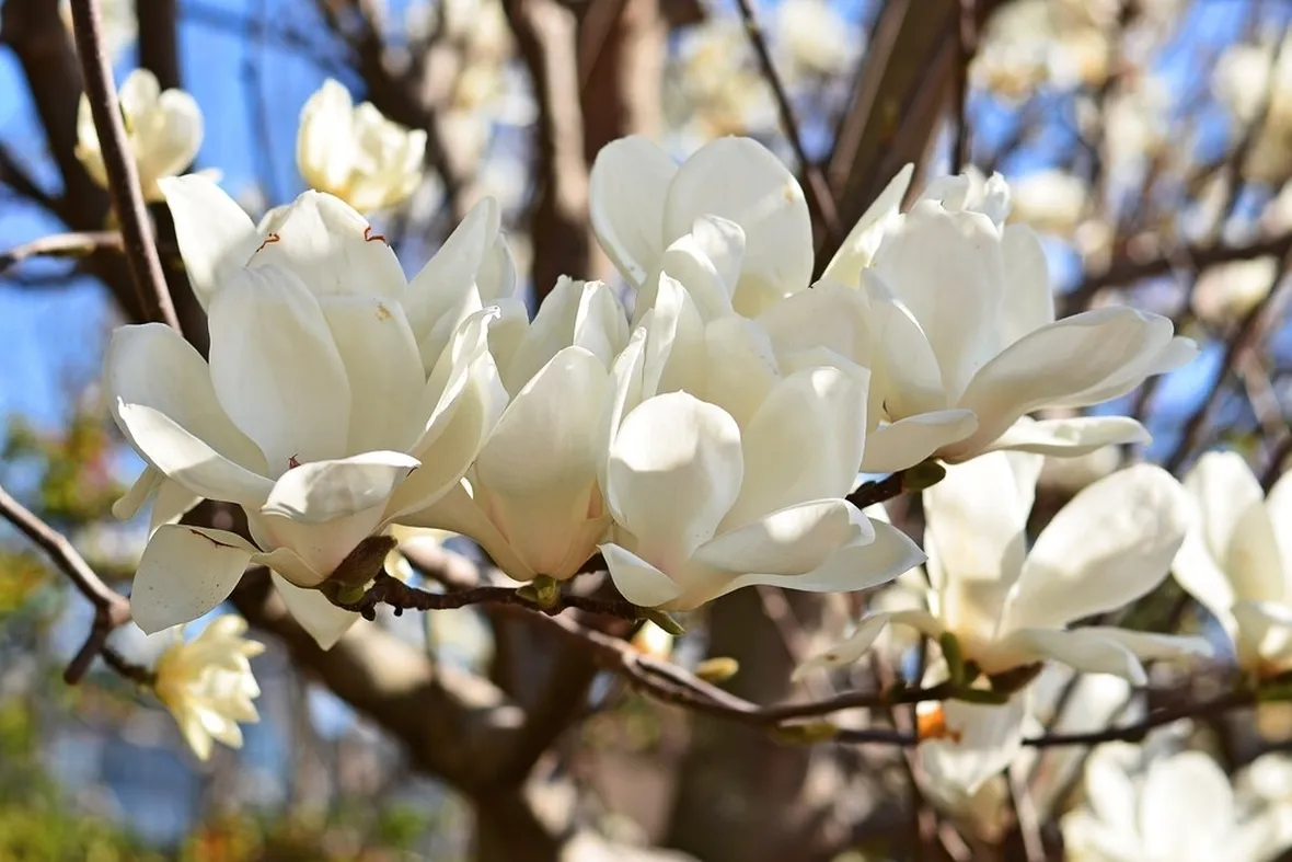 Magnolia heptapeta, Syn. Magnolia denudata