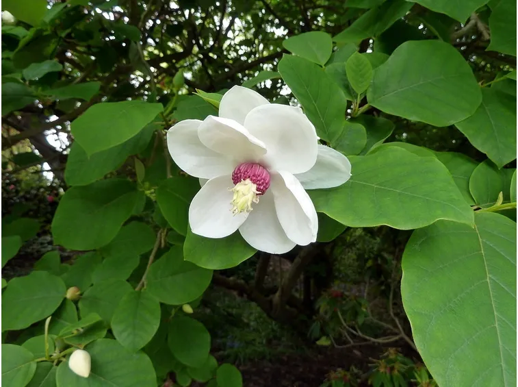 Magnolia sieboldii