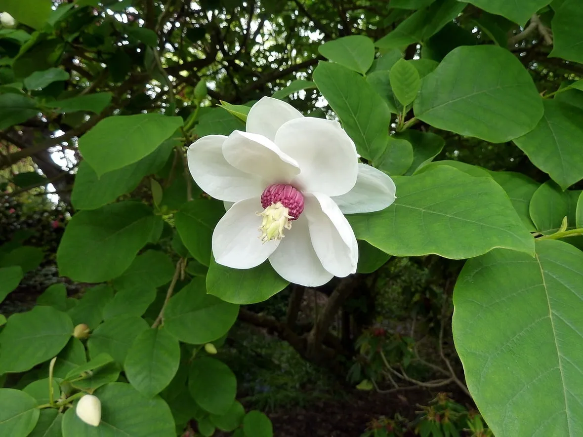 Magnolia sieboldii