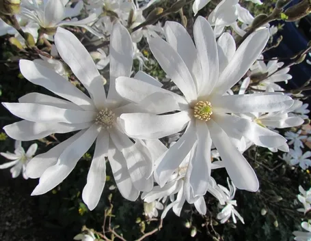 Magnolia stellata