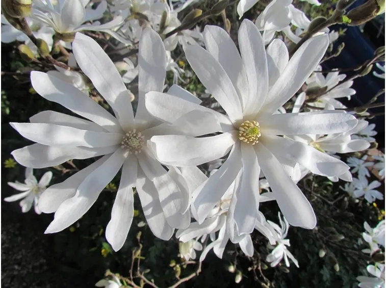 Magnolia stellata