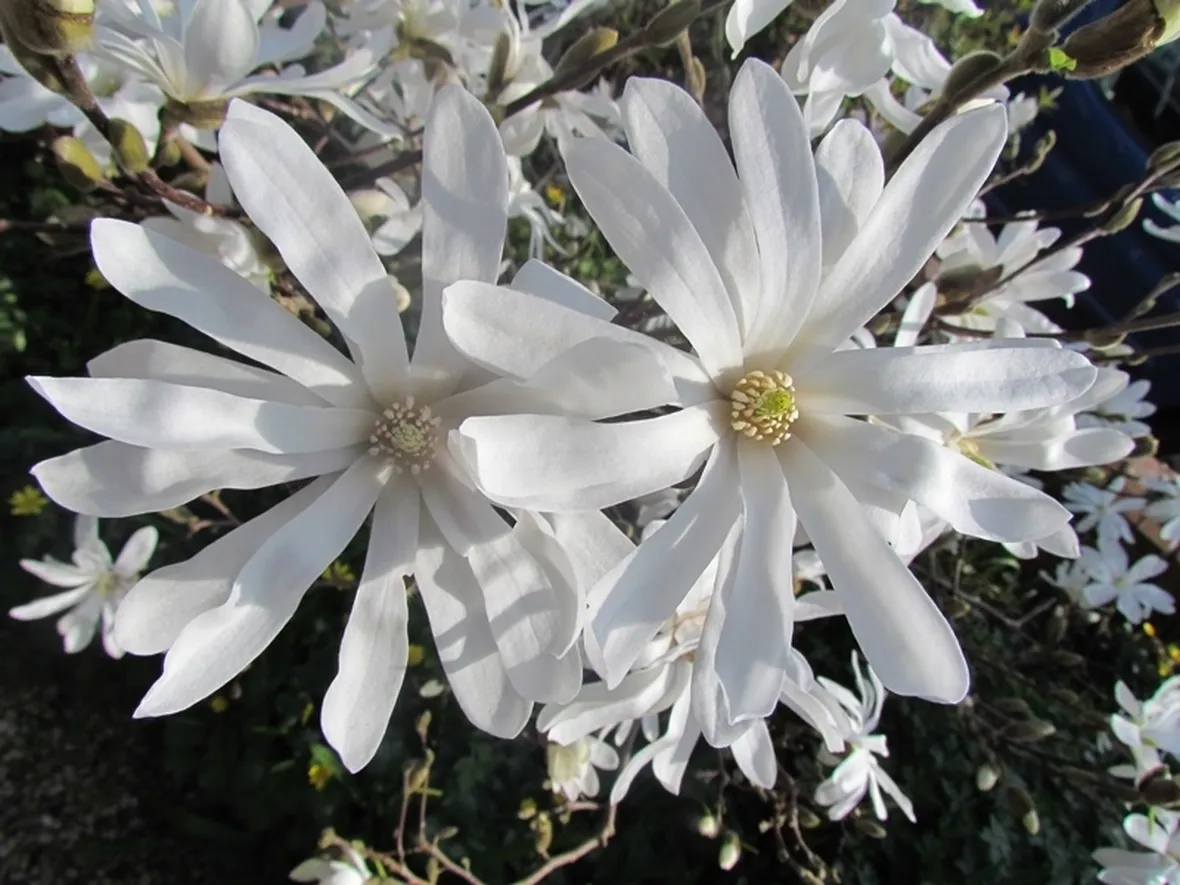 Magnolia stellata