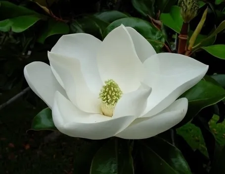 Magnolia x soulangeana