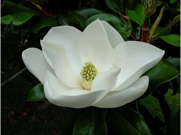 Magnolia x soulangeana