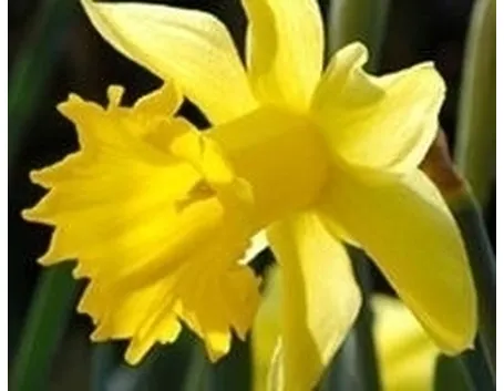 Manutenzione narciso