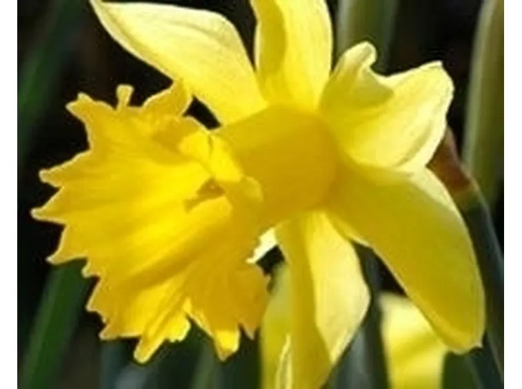 Manutenzione narciso