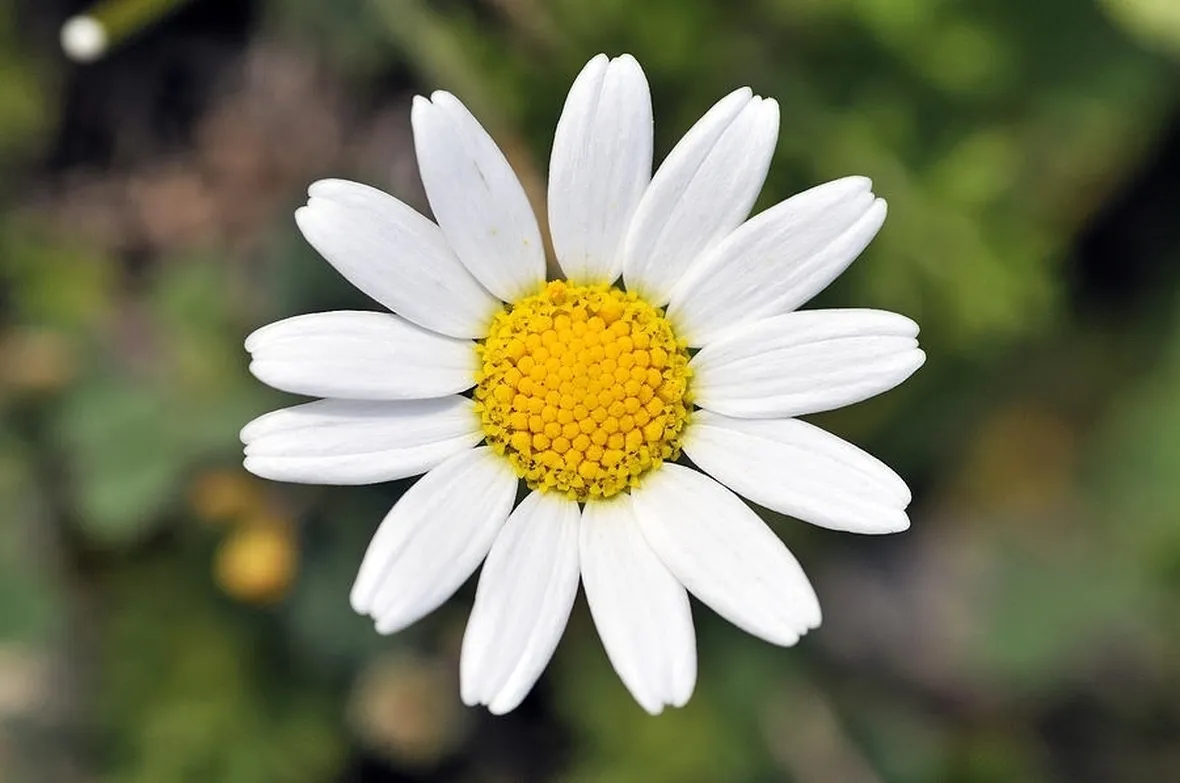 Margherita
