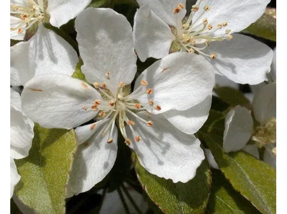 Melo da fiore