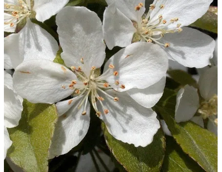 Melo da fiore