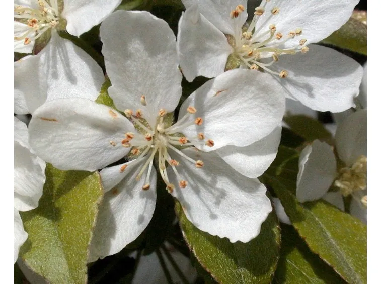 Melo da fiore