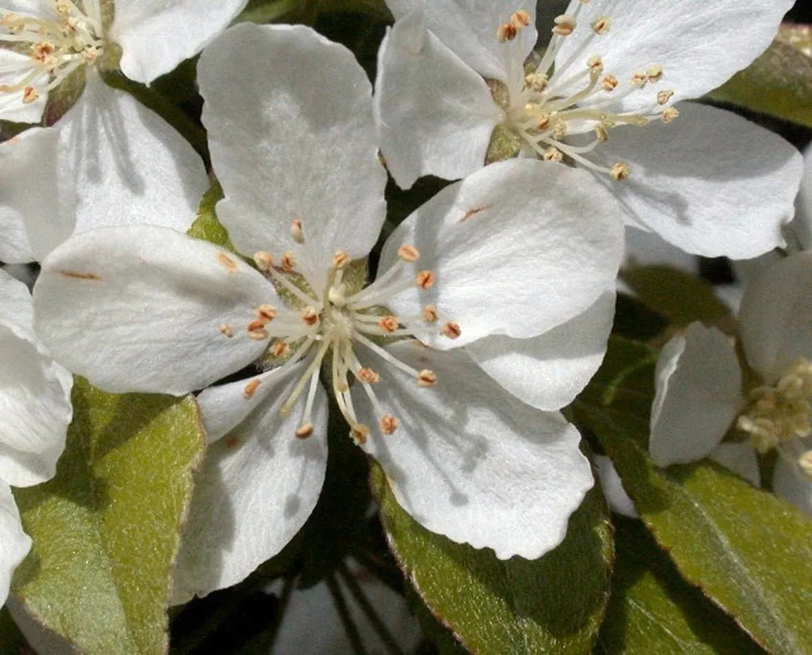 Melo da fiore