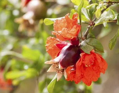 Melograni da fiore