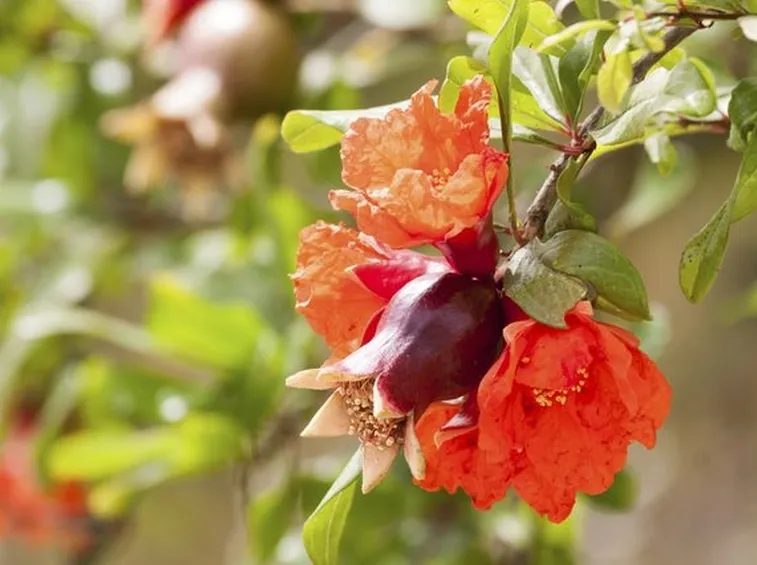 Melograni da fiore