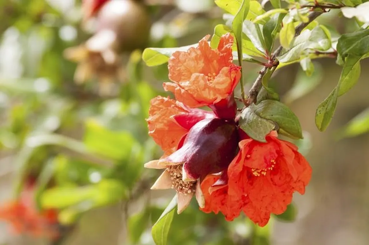 Melograni da fiore