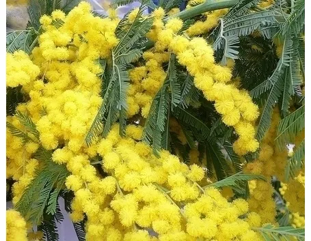 Mimosa