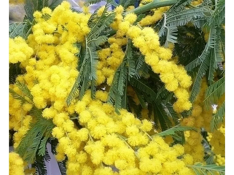 Mimosa