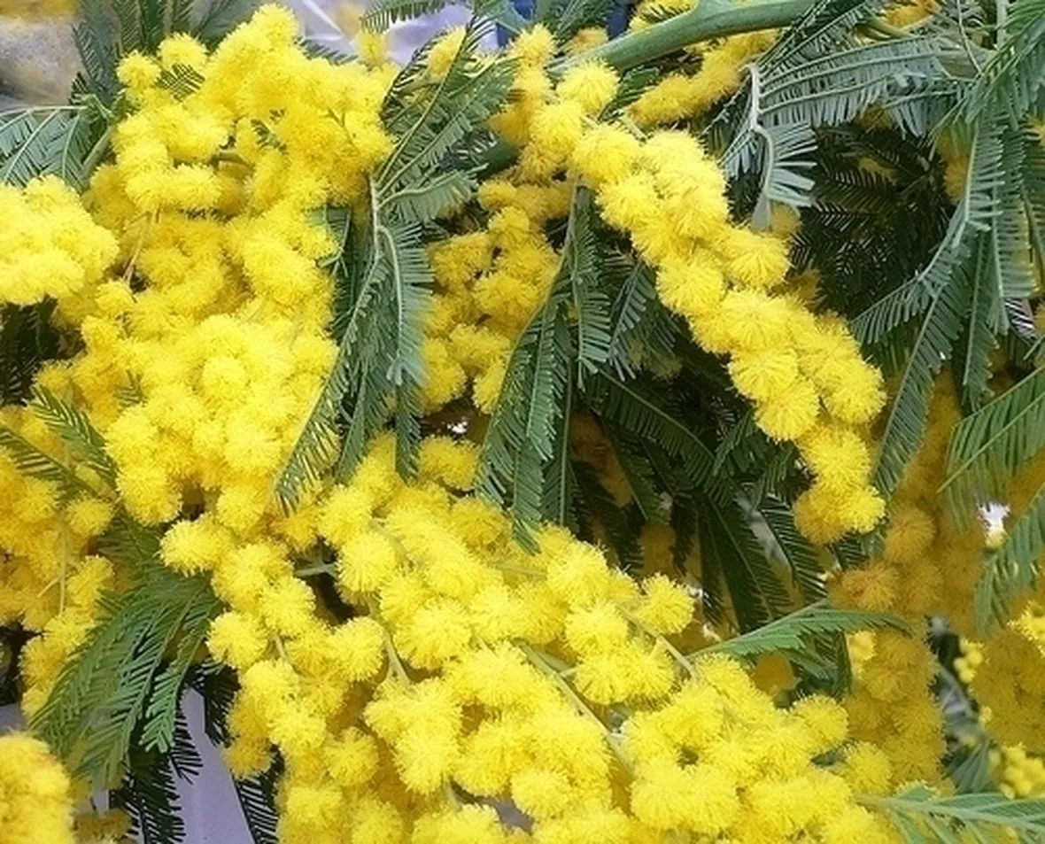Mimosa