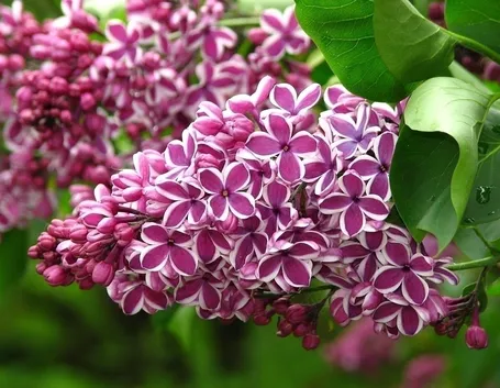 Oliva biancolilla