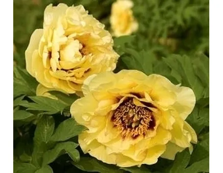 Peonia bianca