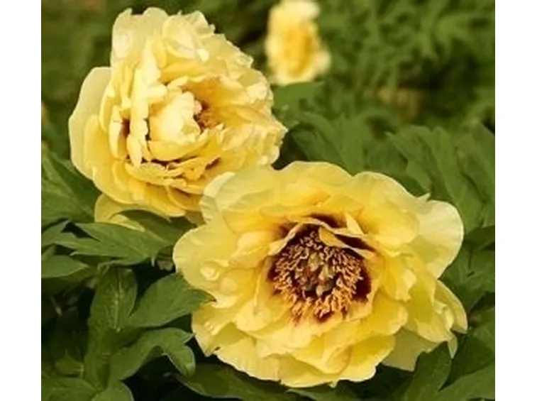 Peonia bianca
