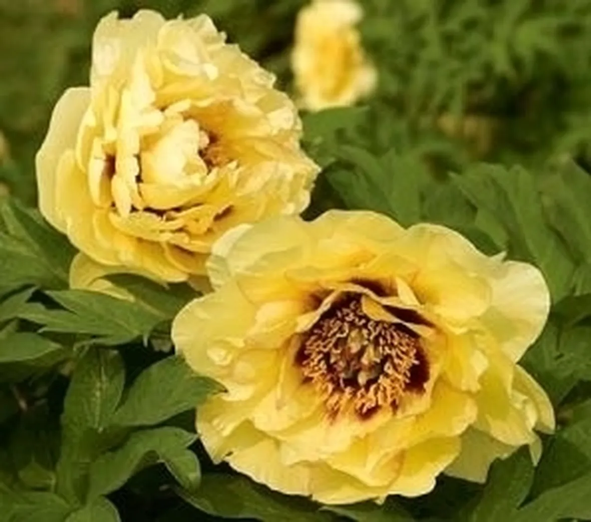 Peonia bianca