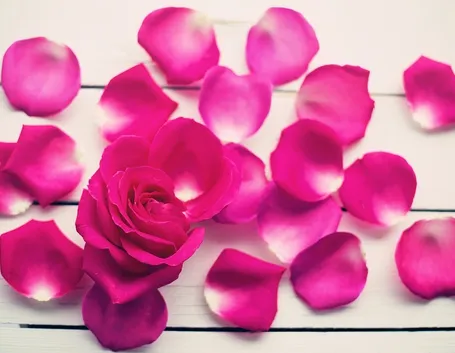 petali di rosa