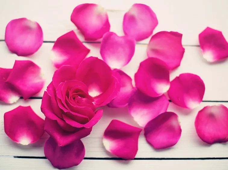 petali di rosa