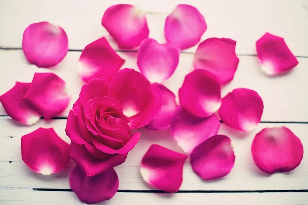 petali di rosa