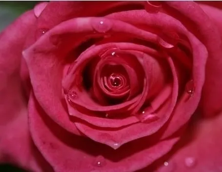 Petali di Rosa, cosa sono e come utilizzarli