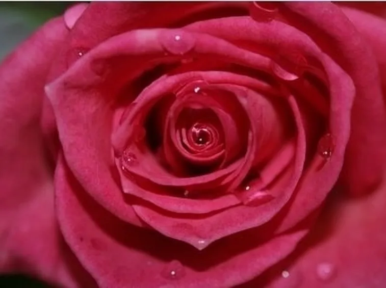 Petali di Rosa, cosa sono e come utilizzarli