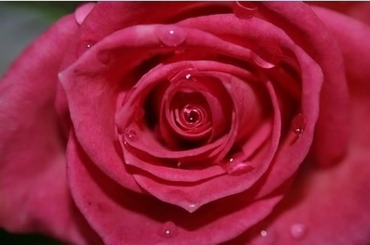 Petali di Rosa, cosa sono e come utilizzarli