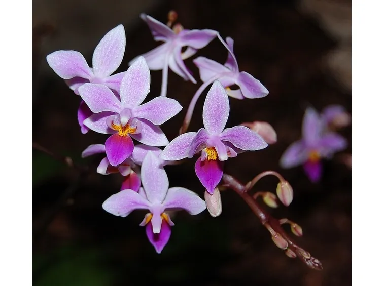 Phalaenopsis rosea