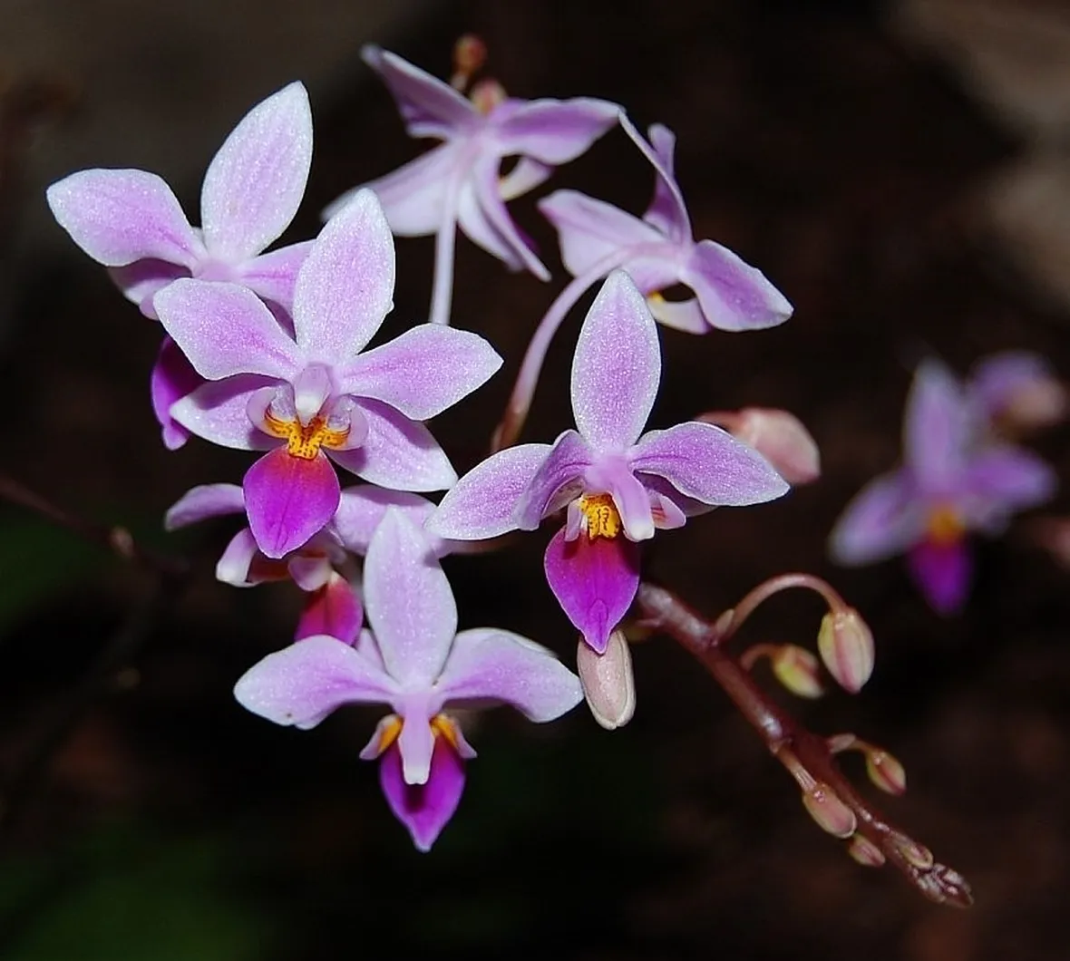 Phalaenopsis rosea