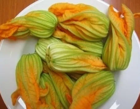 Pianta di zucchina