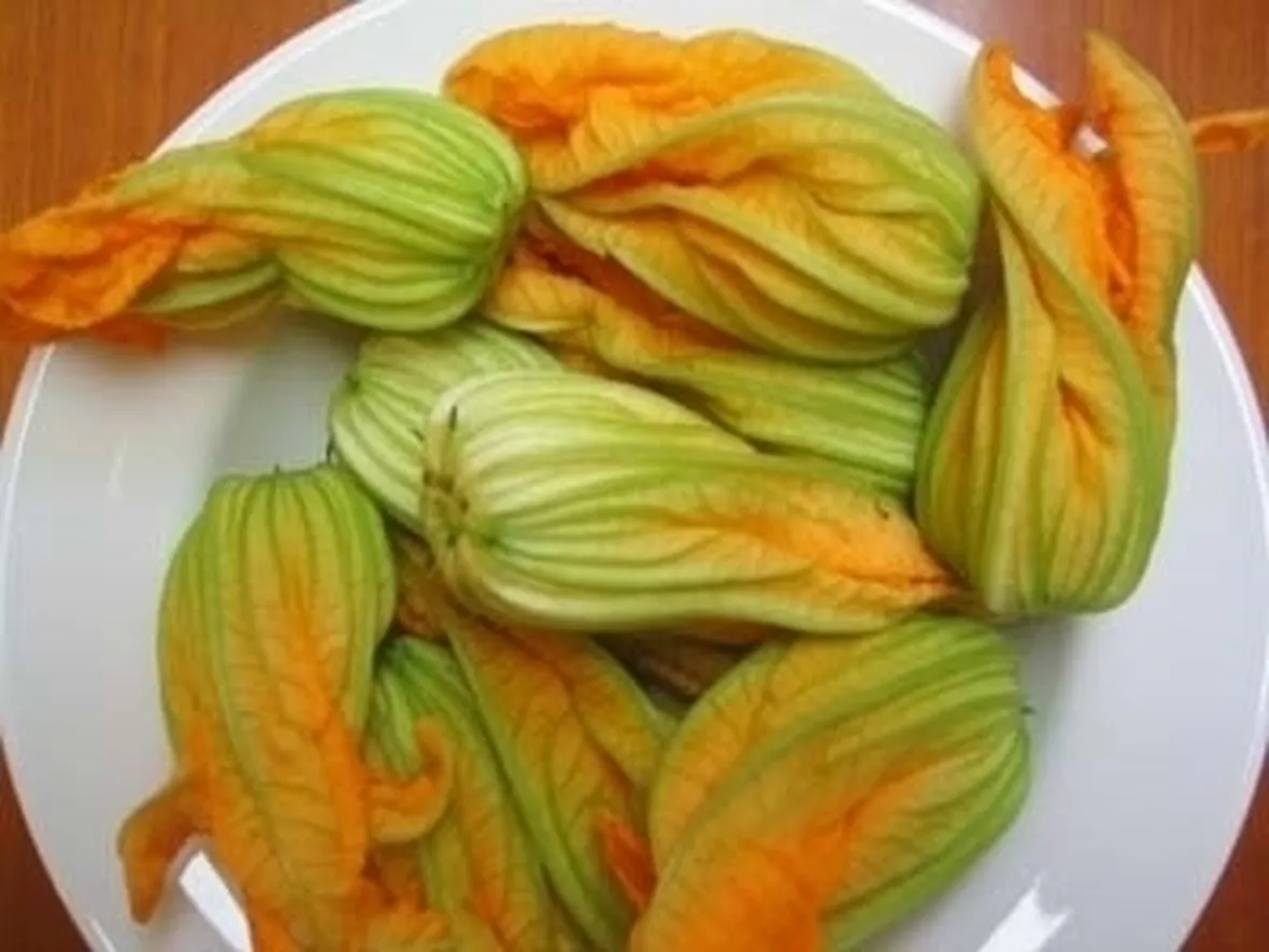 Pianta di zucchina