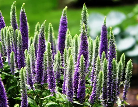Piante da fiore: coltivazione e concimazione veronica