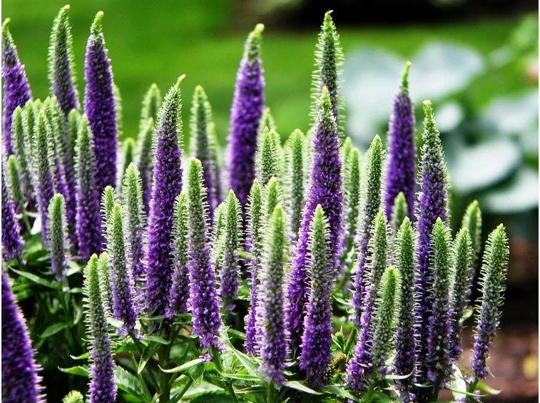 Piante da fiore: coltivazione e concimazione veronica