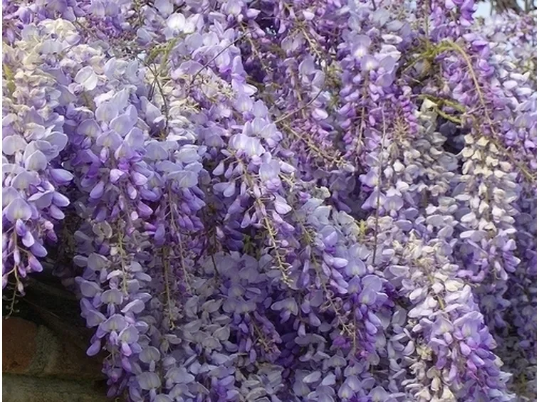 Principali caratteristiche dei fiori di Glicine