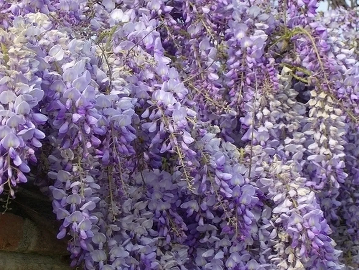Principali caratteristiche dei fiori di Glicine
