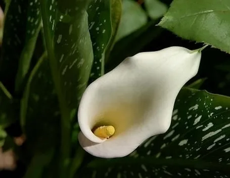 Risposta: Calla